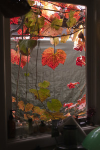 Autumn ivy leaves hanging over kitchen window