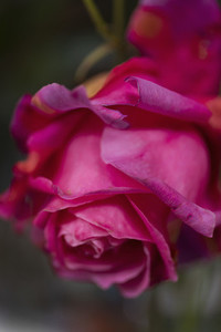 Close up beautiful raspberry pink rose