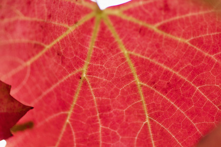 Close up vibrant red autumn leaves