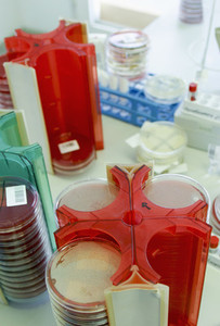 Petri dish stacks in science laboratory