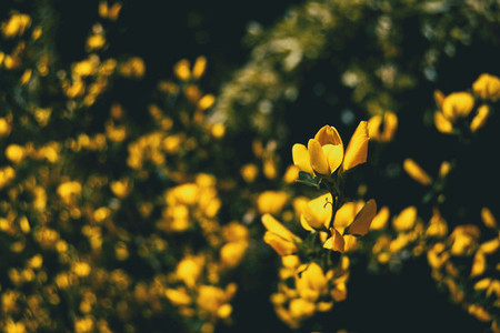 many yellow flowers of genista