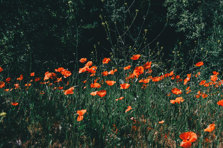a field red poppies