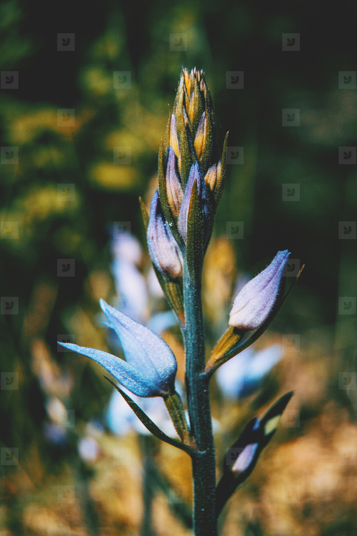 blue flowers of swertia perennis