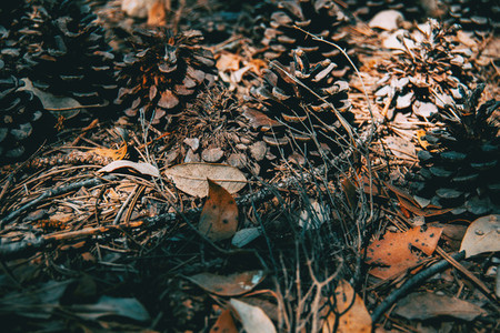 pine cones and needles on the ground of a field