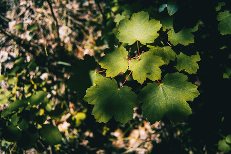summer green leaves of acer