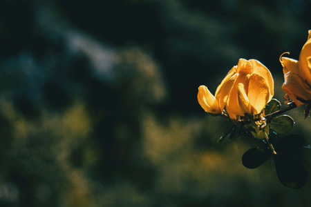 Yellow genista flower in nature