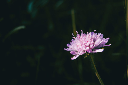 lilac flower of knautia arvensis in the field
