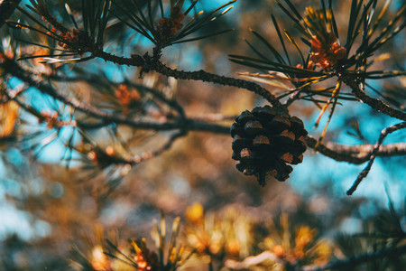 a pine cone on a tree in the middle of nature