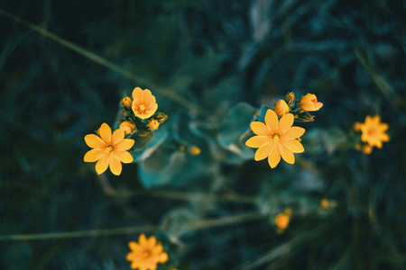 yellow blackstonia perfoliata flower
