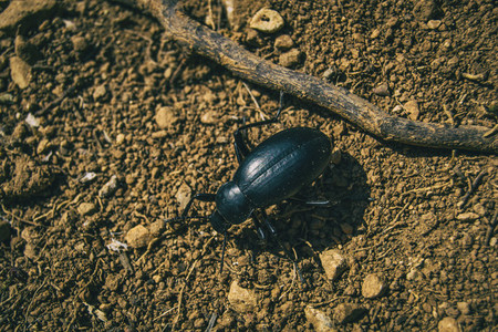 a black beetle on the ground of a field