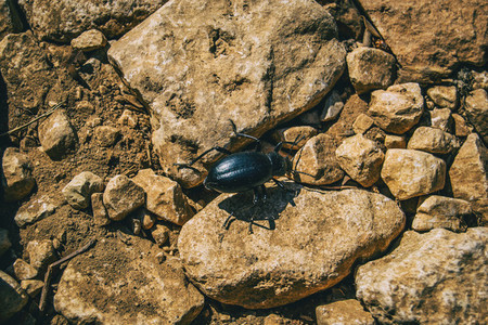 a black beetle on the ground of a field