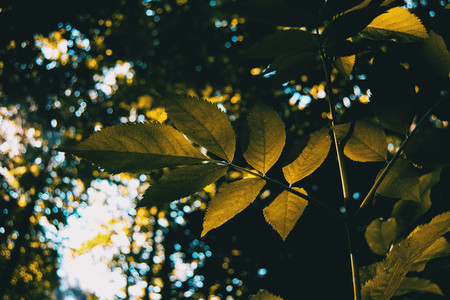twig with backlit leaves