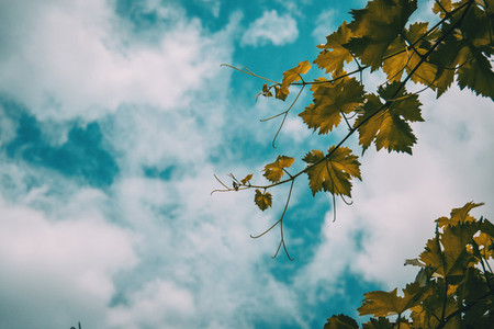 vitis vinifera leaves on a background of the blue sky