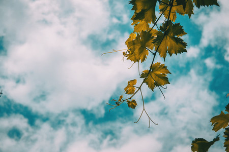 vitis vinifera leaves on a background of the blue sky