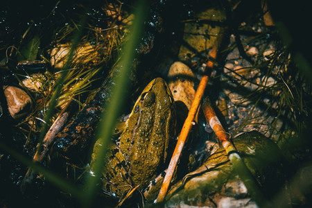 a camouflaged frog resting