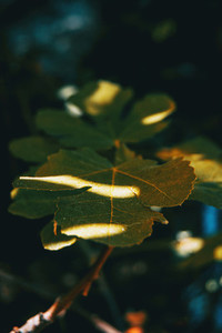 a fig leaf with shadows and lights