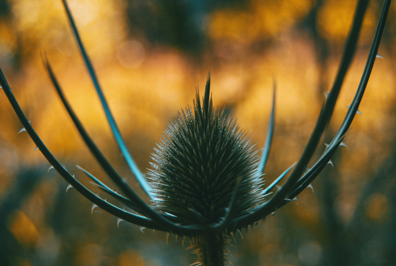 Dipsacus fullonum dried flower