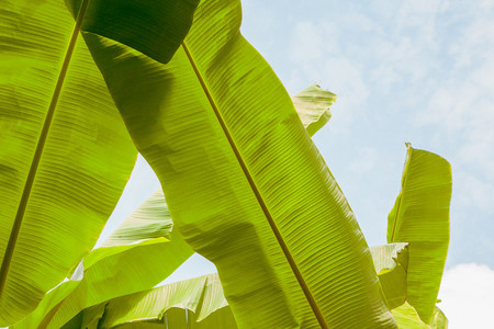 Group of big green banana leaves in sunshine on sky background