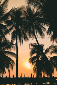 Silhouette coconut palm tree