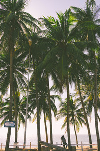 Beach with coconut palm trees