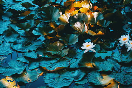 Nymphaea leaves and flowers floating