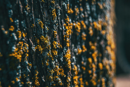 yellow lichen on old wood