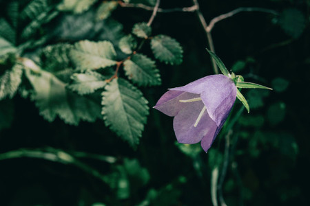 a single lilac campanula flower on a dark background