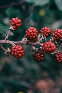 edible red berries of rubus in a field