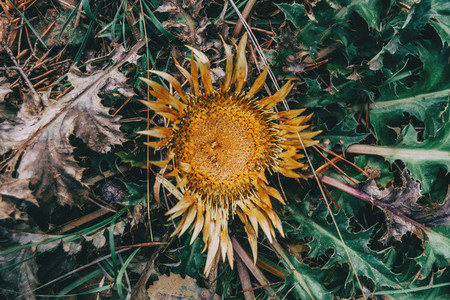 dry yellow carlina flower with pointed leaves