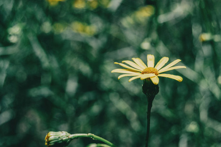 a single yellow arnica flower