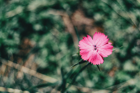 a single small dianthus flower