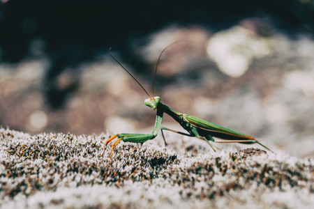 A green mantis on a rock
