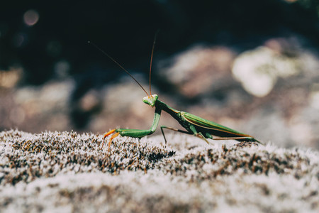 A green mantis on a rock