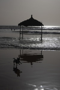 Silhouette happy dog running on sunny ocean beach