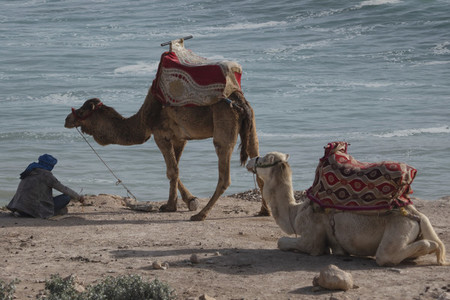 Man resting with camels on ocean beach