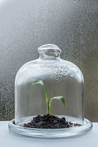 Seedling growing under cloche with condensation