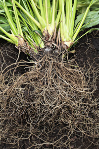 Abundant roots of plant