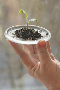 Close up hand holding tiny seedling growing in small tray