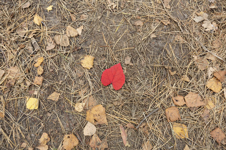 Red heart shape autumn leaf on ground