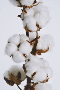 Close up fluffy cotton bolls growing on plant branch