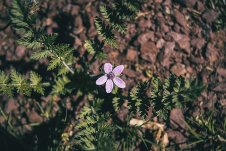 small lilac erodium flower on the ground