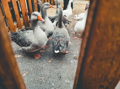 Many domestic geese inside a farm
