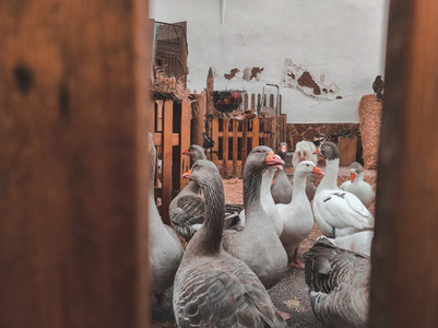 Many domestic geese inside a farm