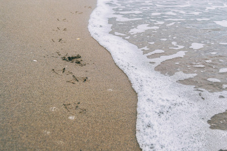 bird footprints in the wet sand of the beach