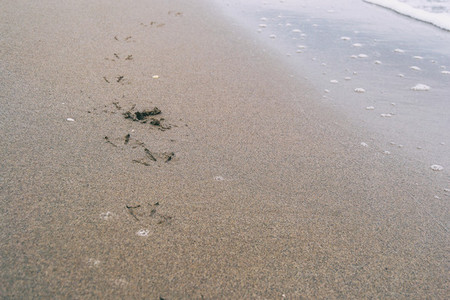 bird footprints in the wet sand of the beach