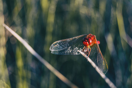 red dragonfly seen up close in a field a sunny day
