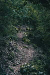 small path that goes into the forest of tarragona