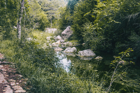 calm stream with many stones on the path