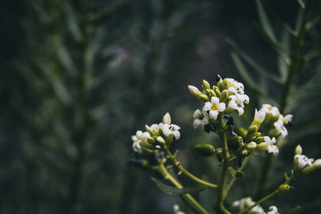 small white daphne flowers on a mountain