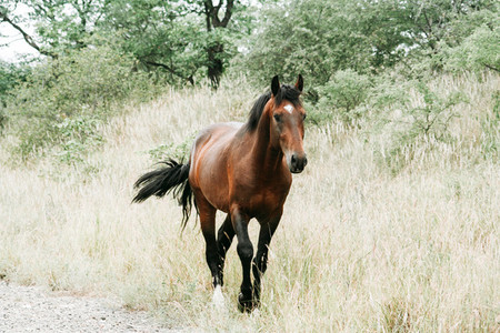 Wild Horse  South Africa